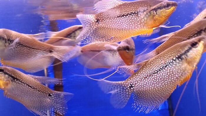 よこはま金魚本店別館