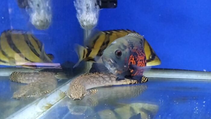 よこはま金魚本店別館