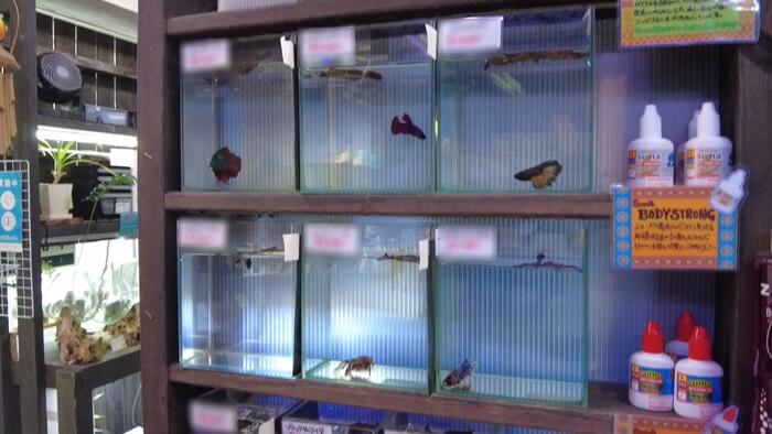 よこはま金魚本店別館