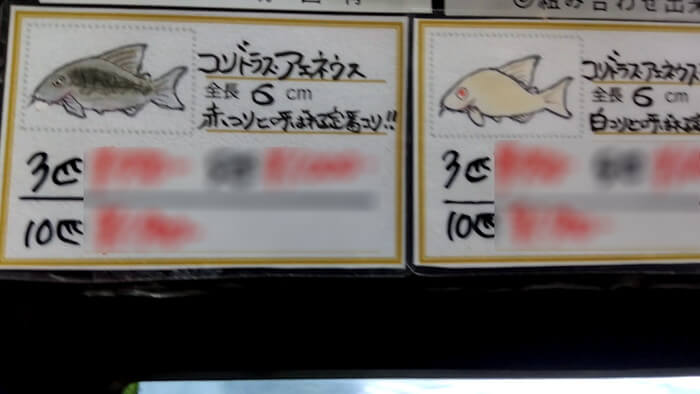 よこはま金魚本店別館