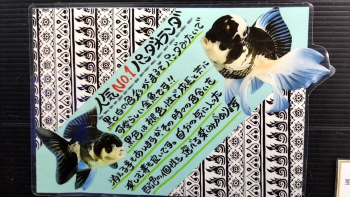 よこはま金魚本店別館