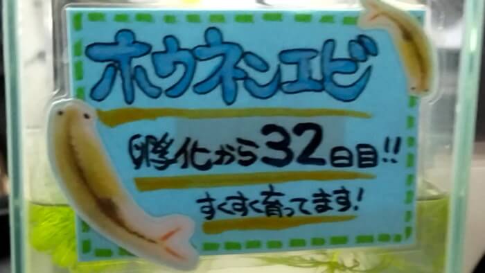 よこはま金魚本店別館