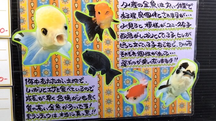 よこはま金魚本店別館