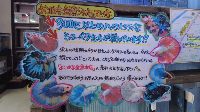 よこはま金魚本店別館