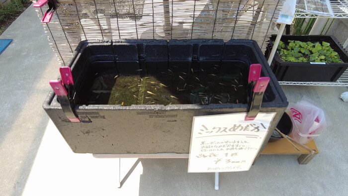 小さな坂の上のめだか家.358