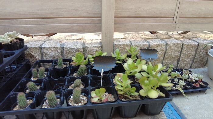 小さな坂の上のめだか家.358