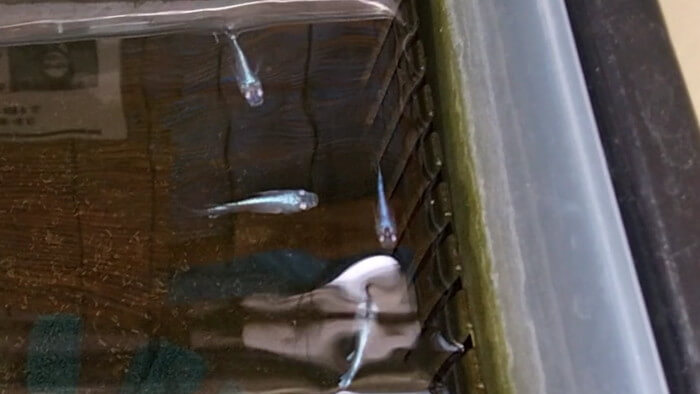 小さな坂の上のめだか家.358