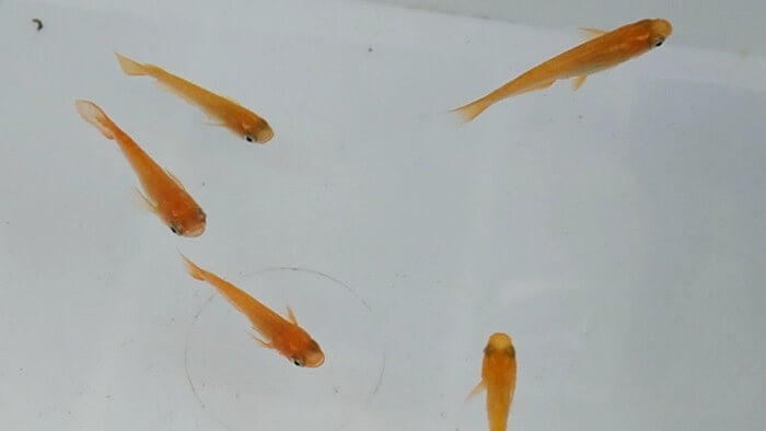 小さな坂の上のめだか家.358