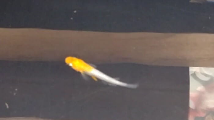 小さな坂の上のめだか家.358