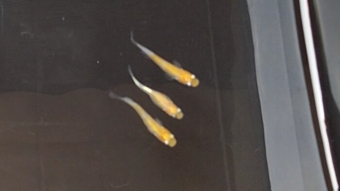 小さな坂の上のめだか家.358