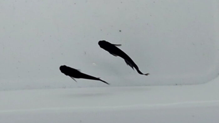 めだかや またあした