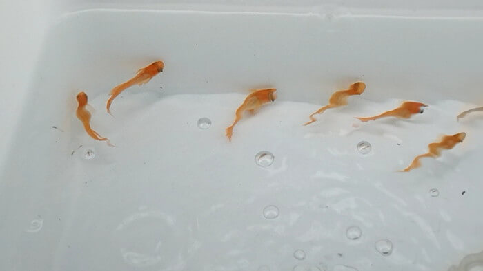 めだかや またあした