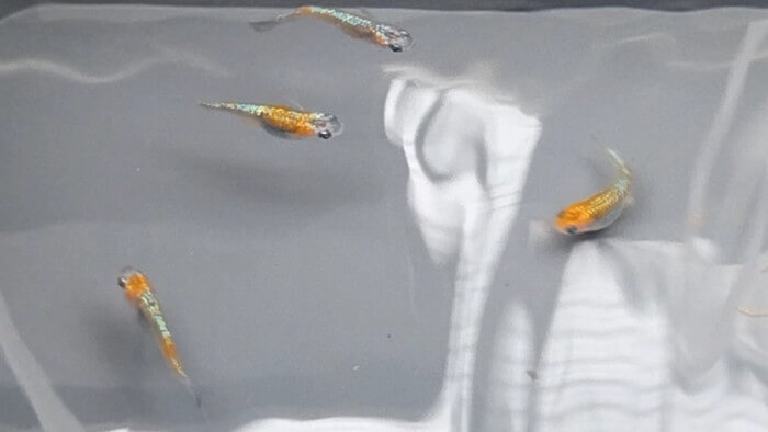 めだかや またあした