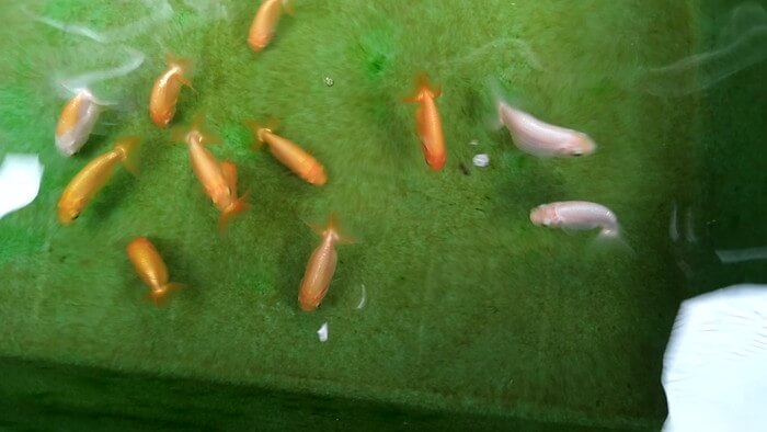 めだかや またあした