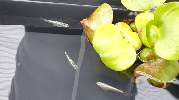 めだかや またあした