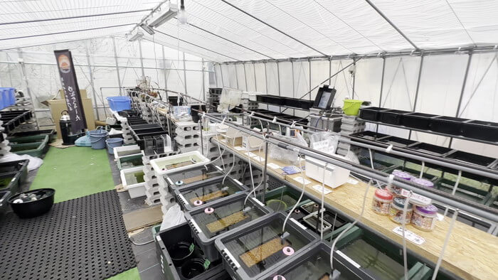 めだかや またあした