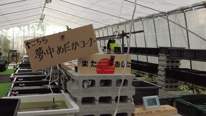 めだかや またあした