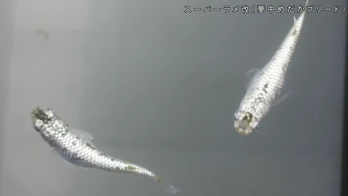 めだかや またあした