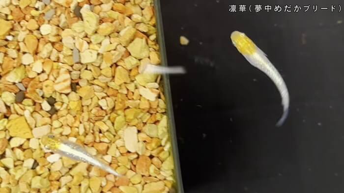 めだかや またあした