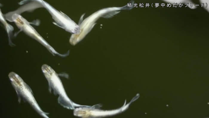 めだかや またあした