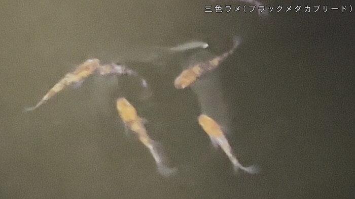 めだかや またあした