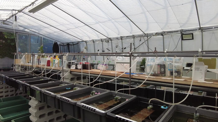 めだかや またあした