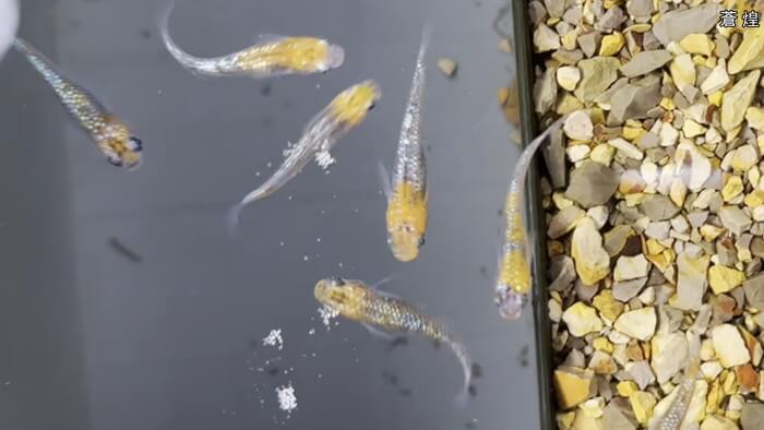 めだかや またあした