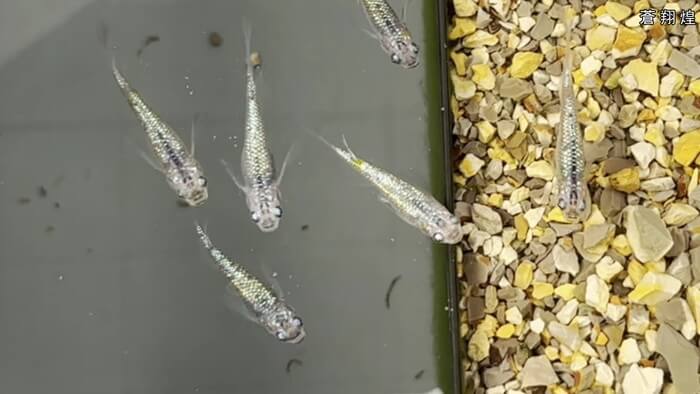 めだかや またあした