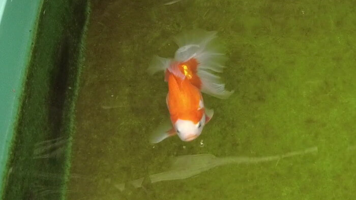 めだかや またあした