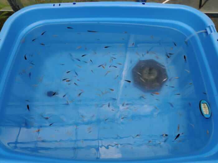 めだかや またあした