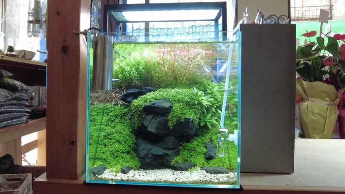 アクアリウムショップEARTH