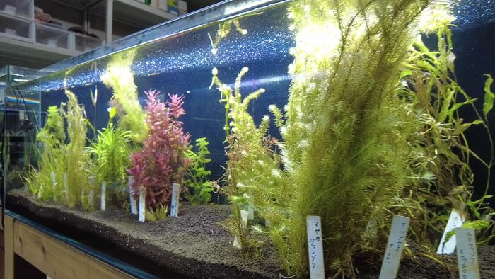 アクアリウムショップEARTH