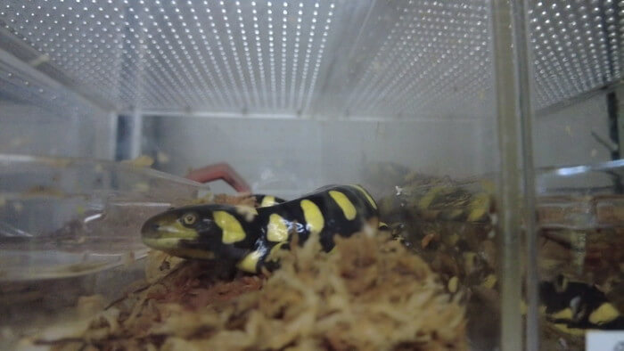 アクアリウムショップEARTH