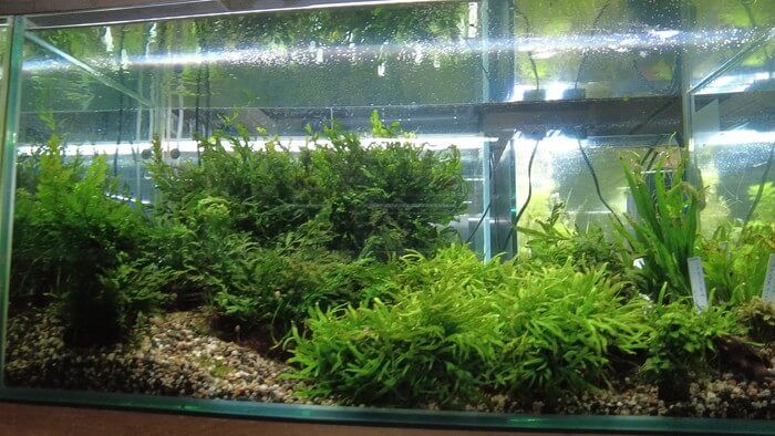 アクアリウムショップEARTH