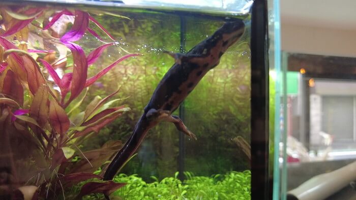 アクアリウムショップEARTH