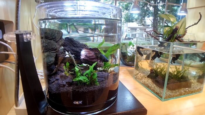 charm小石川店(チャーム小石川店)