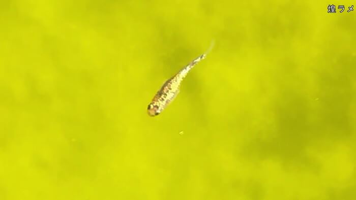 堀切めだか5号店／らんちゅう専門店らんらん