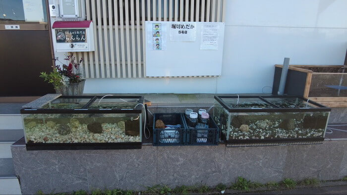 堀切めだか5号店／らんちゅう専門店らんらん