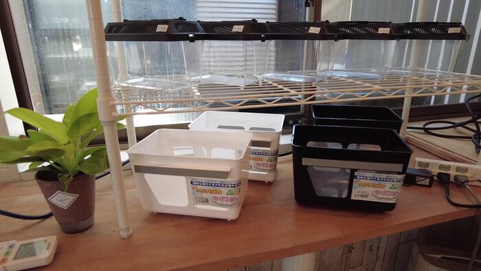 堀切めだか5号店／らんちゅう専門店らんらん