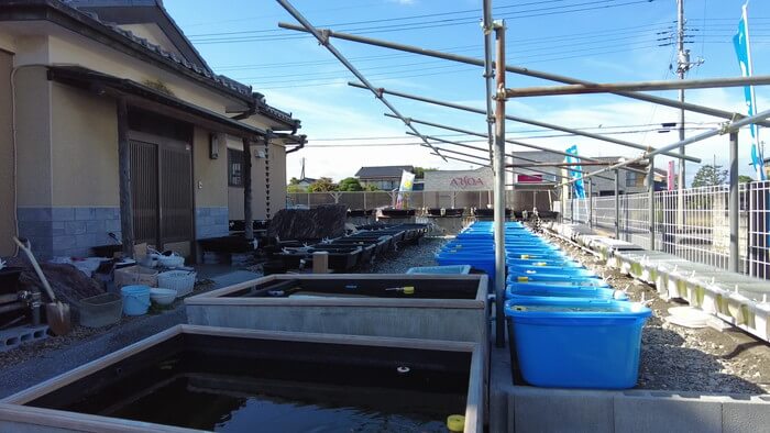 堀切めだか5号店／らんちゅう専門店らんらん