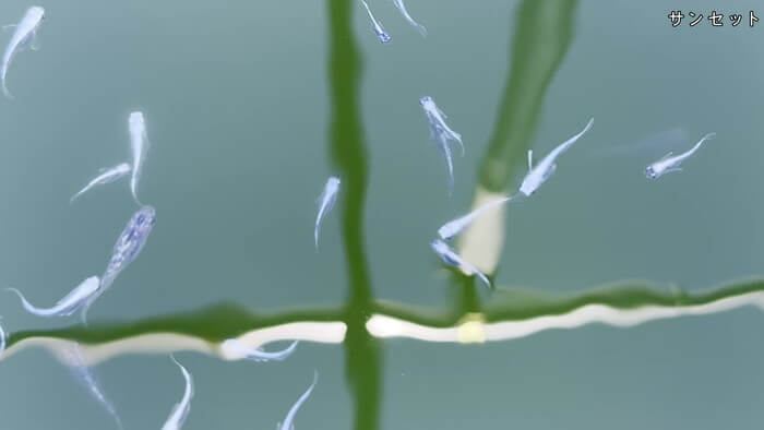 堀切めだか5号店／らんちゅう専門店らんらん