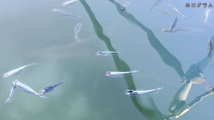 堀切めだか5号店／らんちゅう専門店らんらん