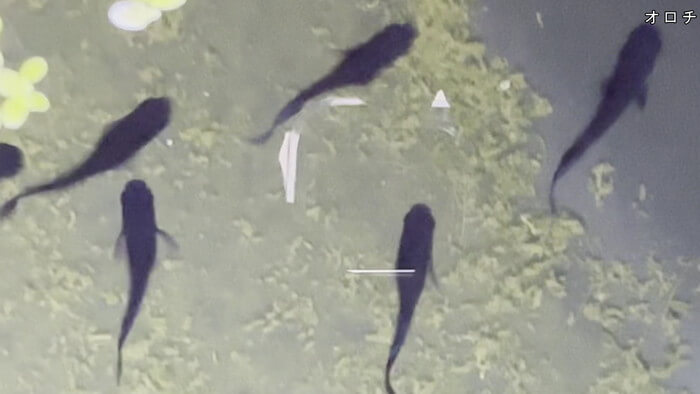 堀切めだか5号店／らんちゅう専門店らんらん