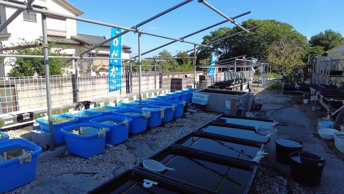 堀切めだか5号店／らんちゅう専門店らんらん