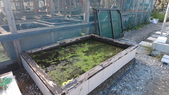 堀切めだか5号店／らんちゅう専門店らんらん