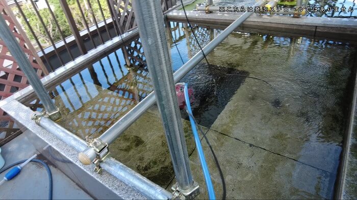 堀切めだか5号店／らんちゅう専門店らんらん