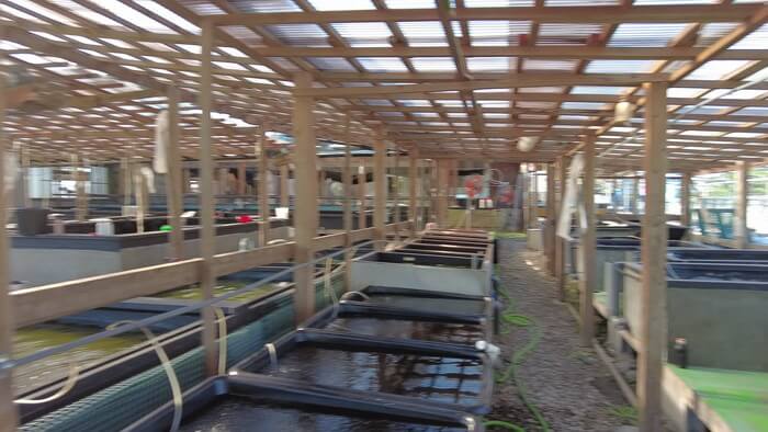 堀切めだか5号店／らんちゅう専門店らんらん