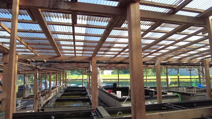 堀切めだか5号店／らんちゅう専門店らんらん