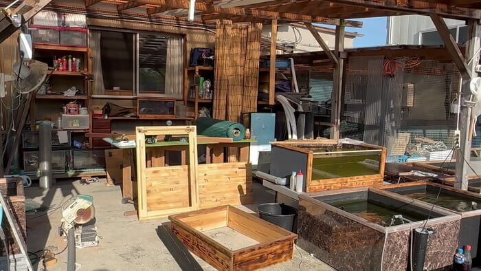 堀切めだか5号店／らんちゅう専門店らんらん