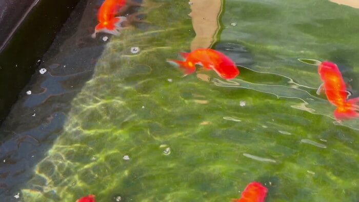 堀切めだか5号店／らんちゅう専門店らんらん